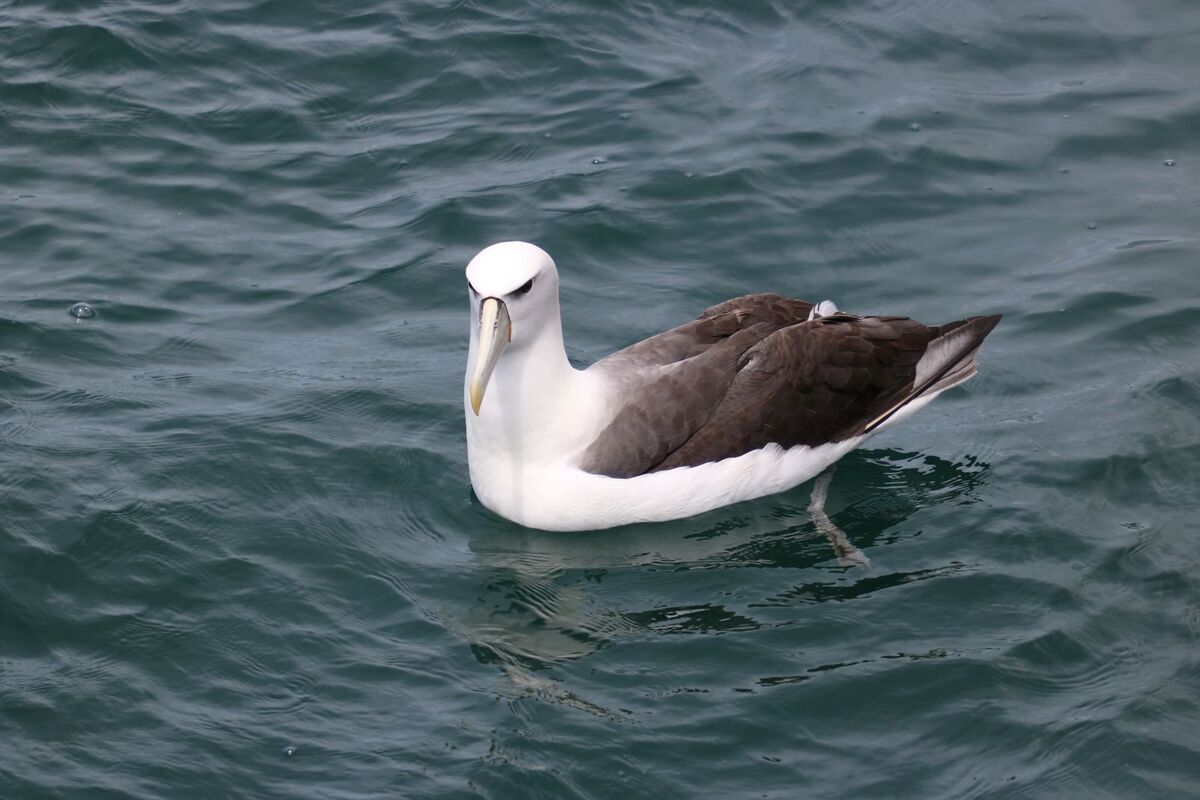 Southern Albatross 